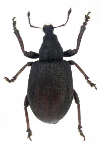 Réf. 298 955 : Liophloeus tessulatus